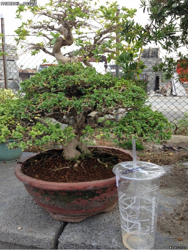 小弟的綠色好朋友！