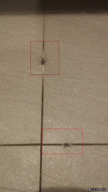 請教高手浴室磁磚縫隙長出奇怪的東西