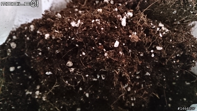 用了 優質培養土 植物死光光...