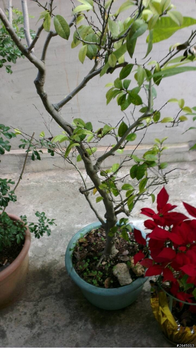 請教植栽名稱~