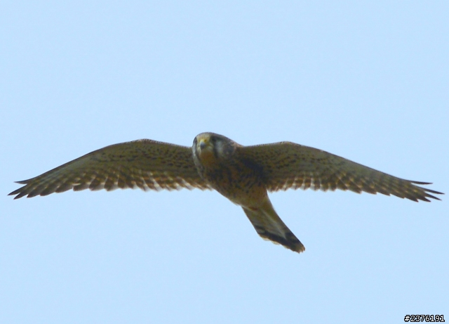 NIKON 300F4 甲仙大橋疑似拍到黑冠鵑隼