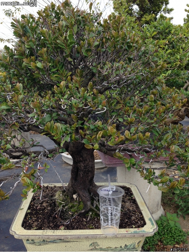 小弟的綠色好朋友！