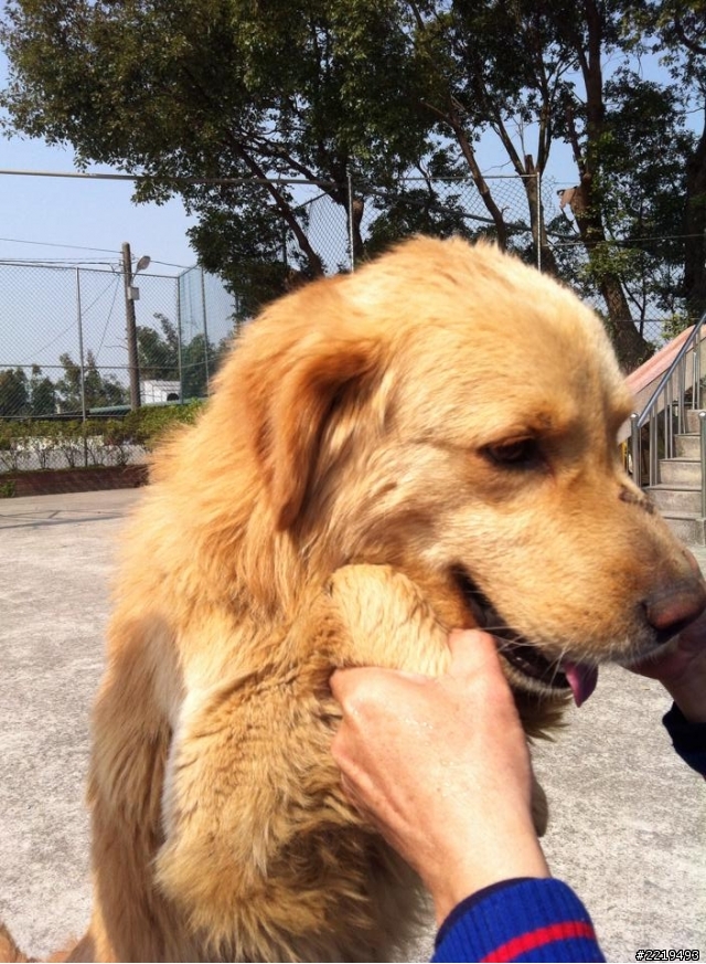 103.1.30撿到一隻黃金獵犬成犬