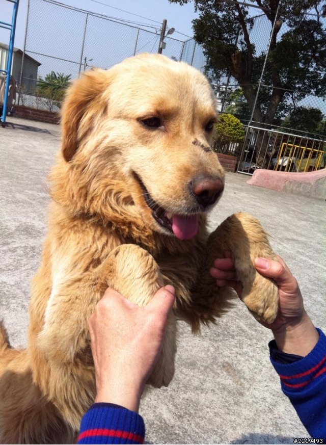 103.1.30撿到一隻黃金獵犬成犬