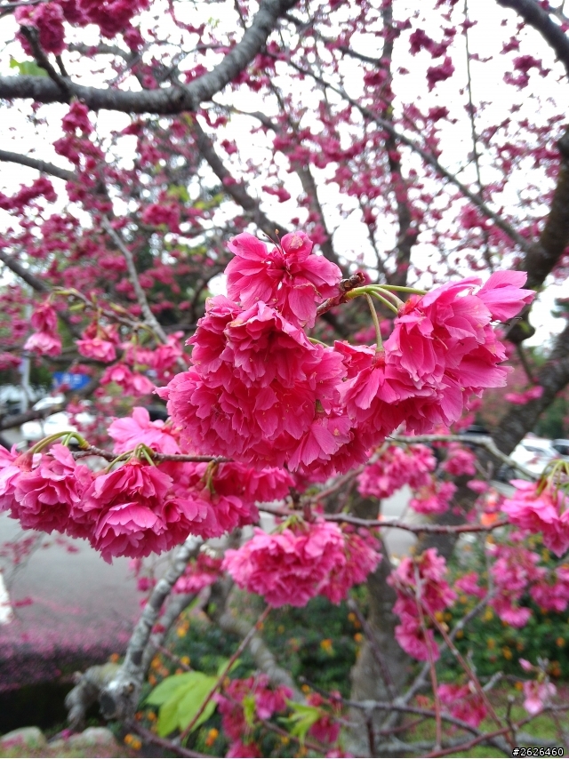 乘著小可賞花去!!!(小開箱+菜單分享)