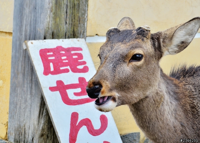 大阪自助旅行 D7000新手拍攝 ( 慎入