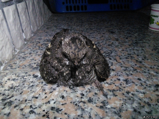 夜鷹小孩吃什麼？