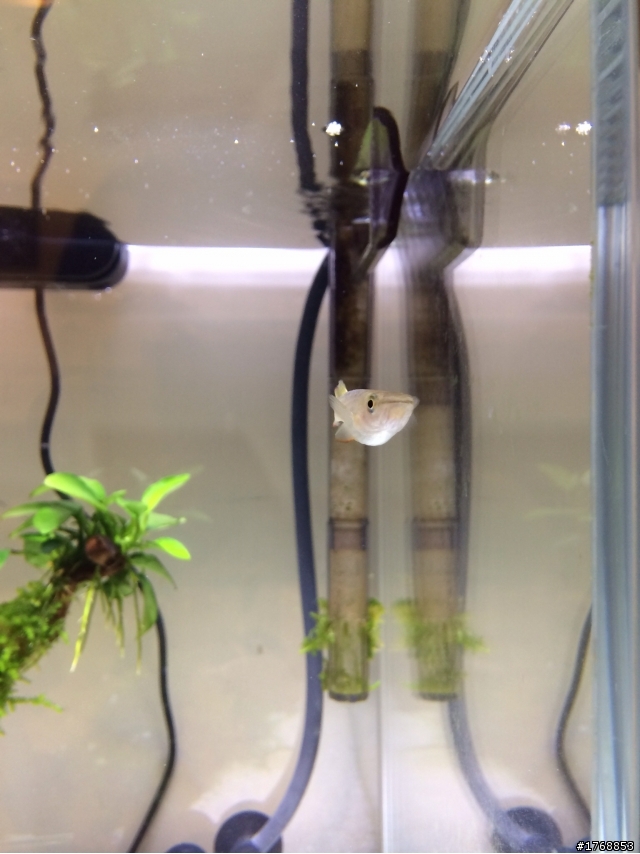 把想養的魚都裝進來了