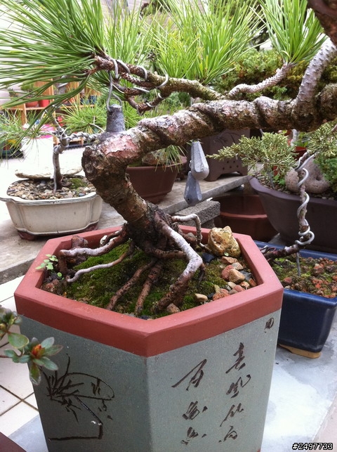 [分享]老爸的綠色小天地,偷偷的大公開(圖多)!!!