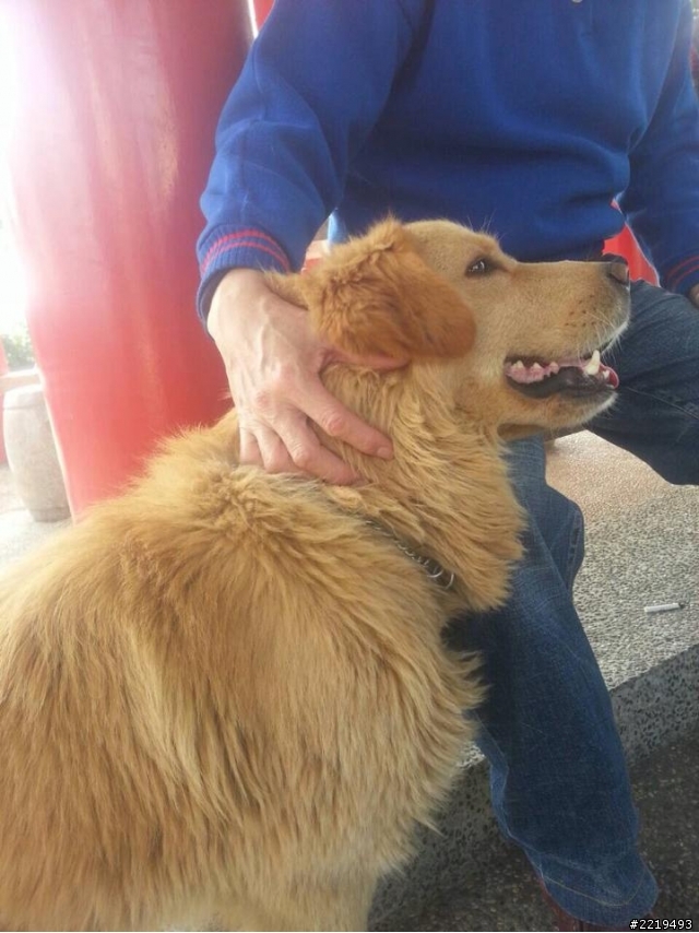 103.1.30撿到一隻黃金獵犬成犬
