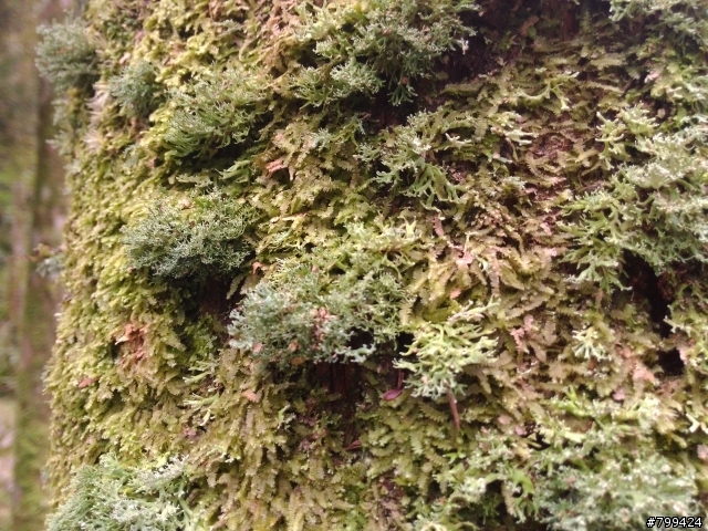 分享一些用PFI照的福山植物園&武陵農場櫻花照片