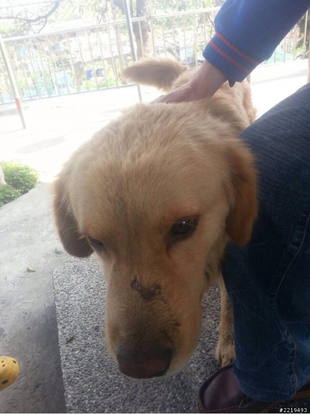 103.1.30撿到一隻黃金獵犬成犬