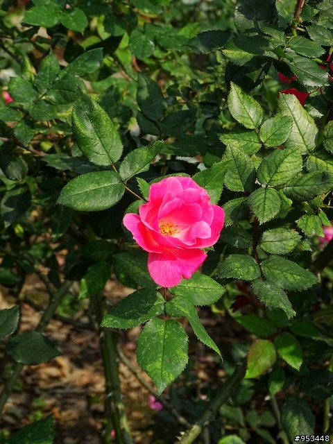 Cyber-shot DSC-HX400V