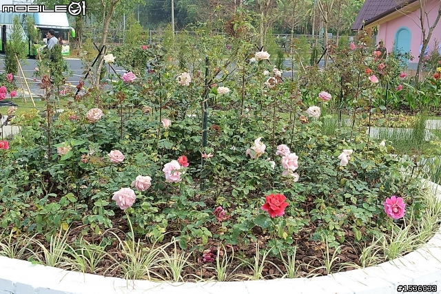 蘿莎玫瑰莊園