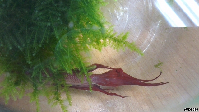 新手養鬥魚之疑問