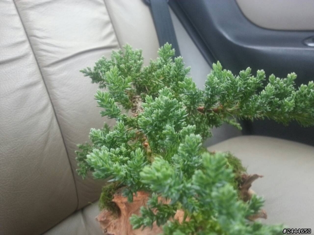 請教圖片中的植物與照顧方法