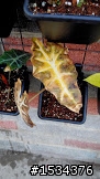 這兩株植物是日照過多嗎?