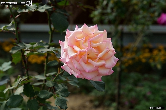 蘿莎玫瑰莊園