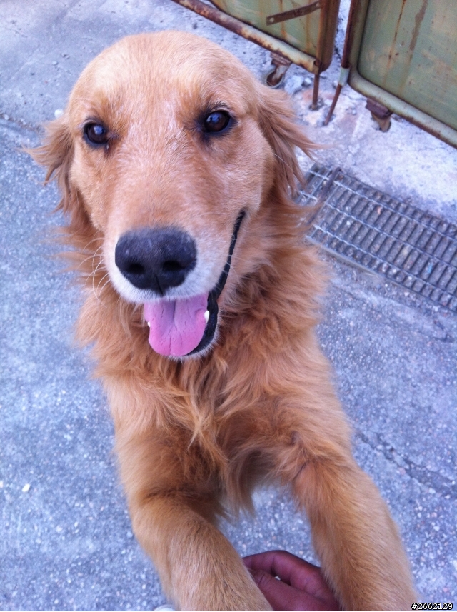 協助認養黃金獵犬，請幫毛毛找一個家~~(認養/領養)