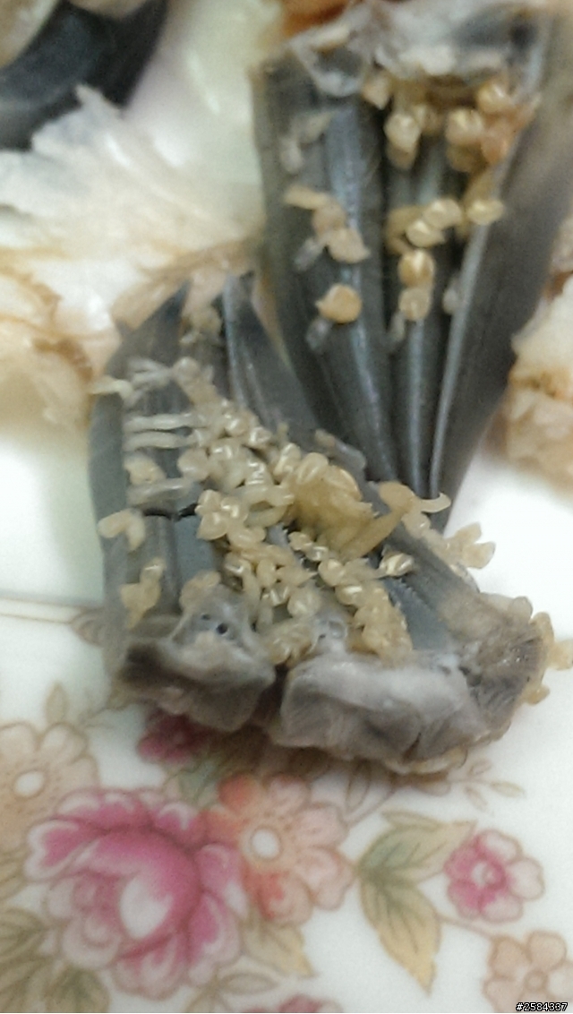 吃蟹驚現不明寄生物