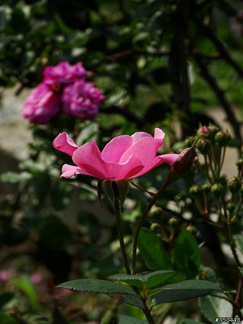 Cyber-shot DSC-HX400V