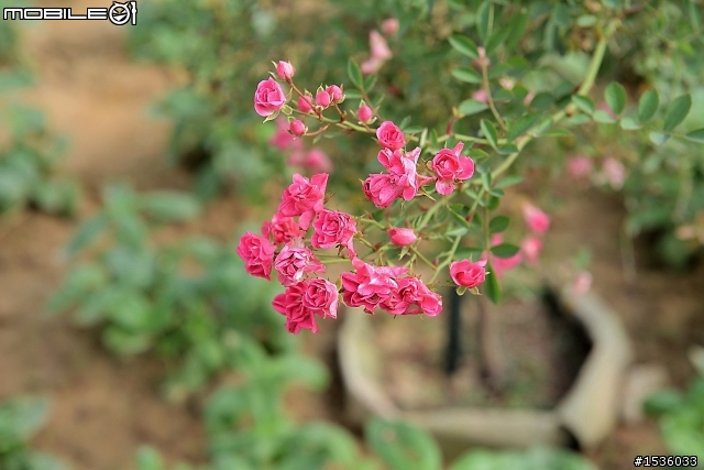 蘿莎玫瑰莊園
