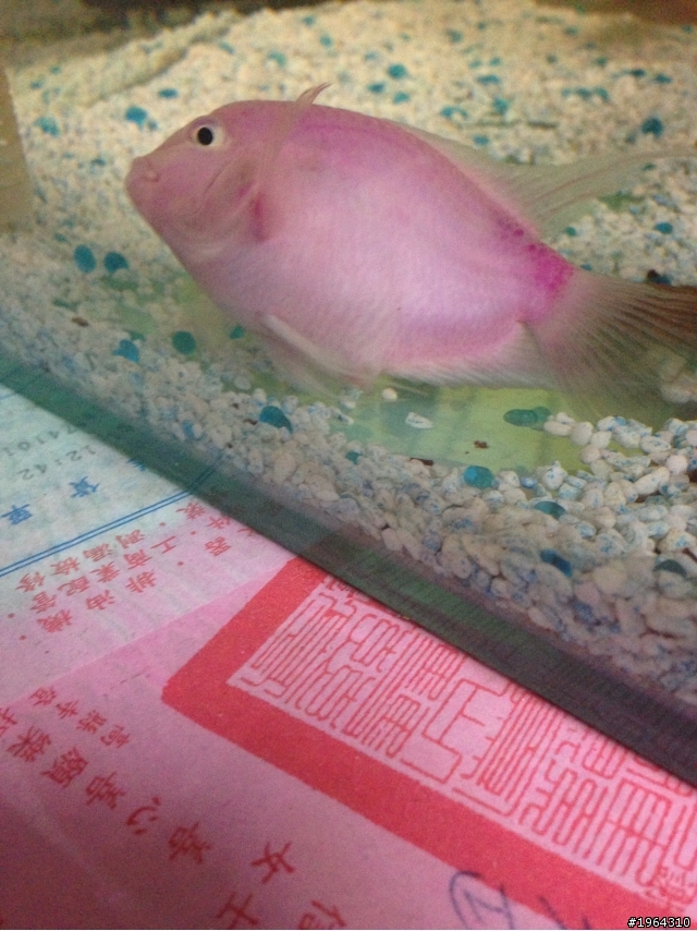 請問我的桃太郎，沒活力三天了