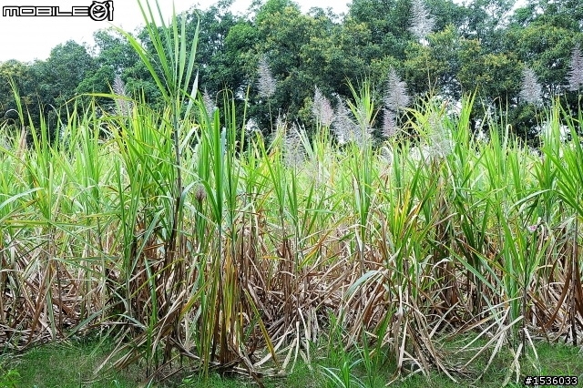 蘿莎玫瑰莊園