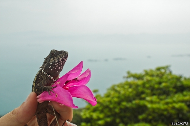 小嘎瘋北海岸--攀木蜥大進擊