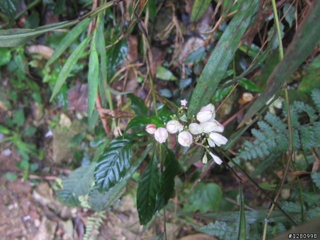 水社大山的小花