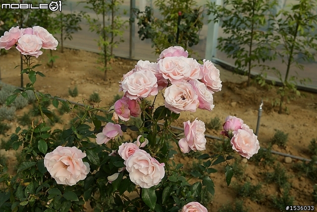 蘿莎玫瑰莊園