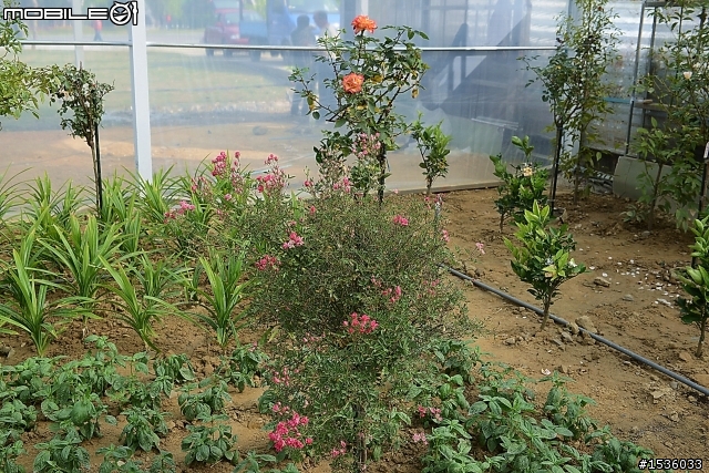 蘿莎玫瑰莊園