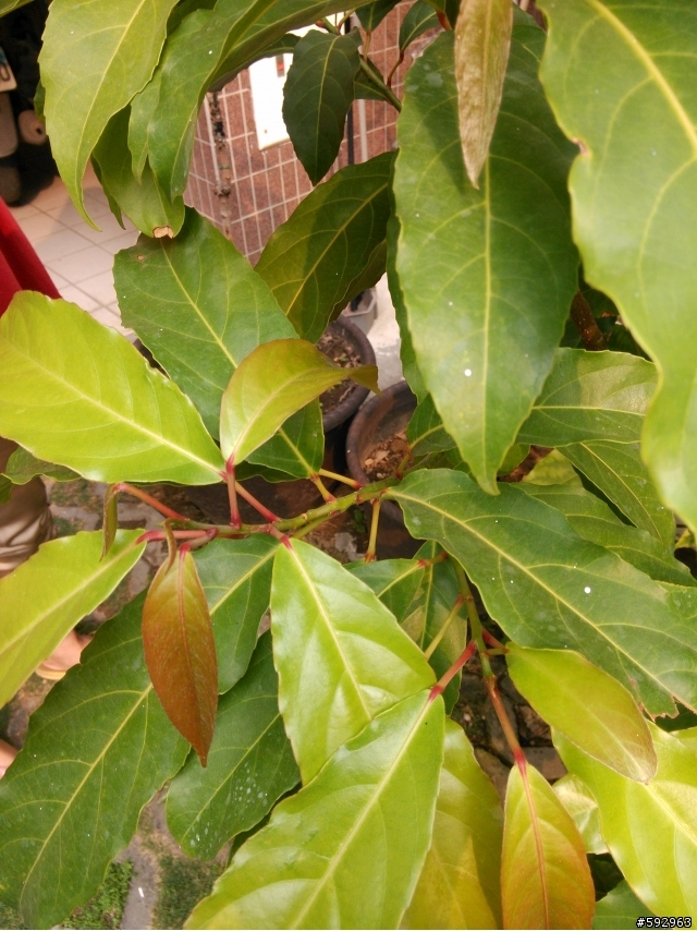 請問版上大大(樹種)
