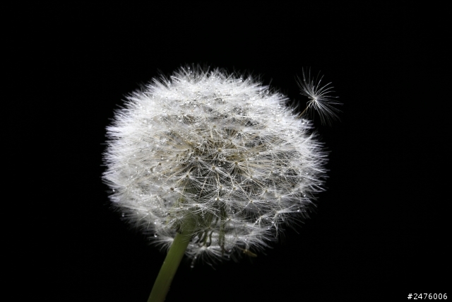 如何在室內一次到位模擬飛揚的蒲公英?