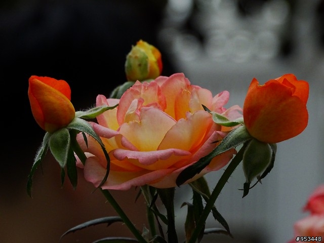 Cyber-shot DSC-HX400V