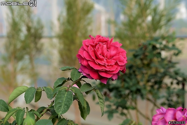 蘿莎玫瑰莊園