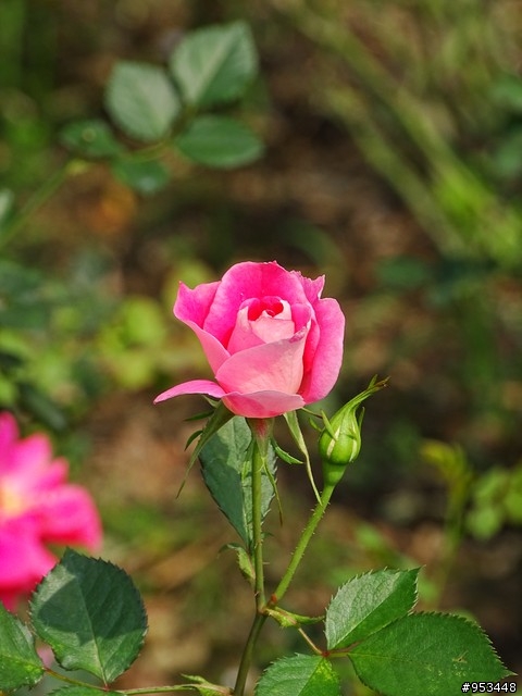 Cyber-shot DSC-HX400V