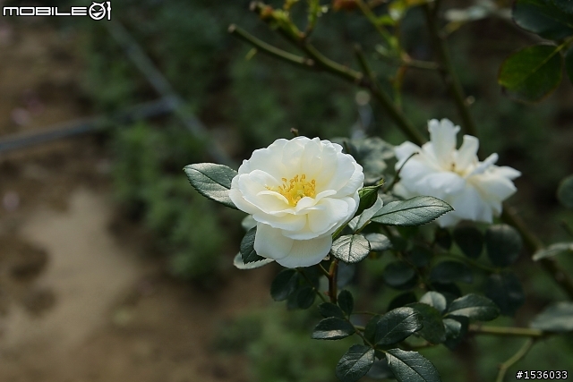 蘿莎玫瑰莊園