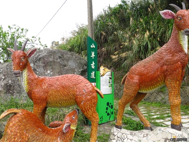 3/1、3/2 沒日出的阿里山國家森林遊樂區