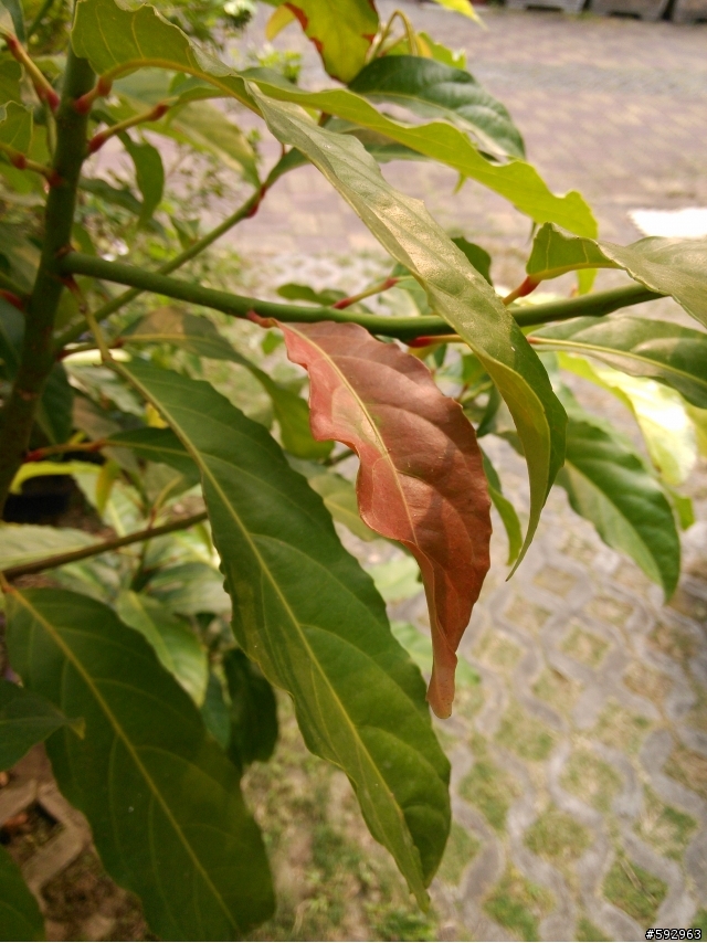 請問版上大大(樹種)