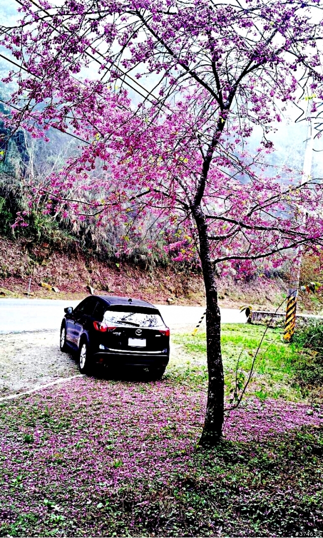 CX5阿里山輕鬆遊