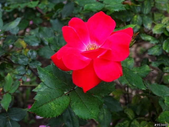 Cyber-shot DSC-HX400V