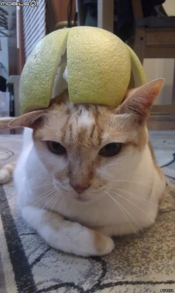 猫飼料不小心拜了虎爺~~ >_