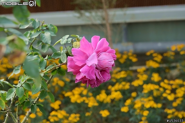 蘿莎玫瑰莊園