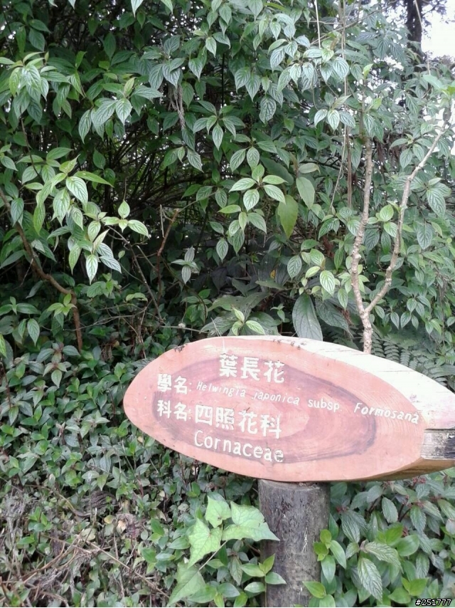 請問這麼神奇的植物名稱叫啥