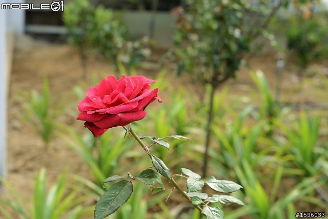 蘿莎玫瑰莊園