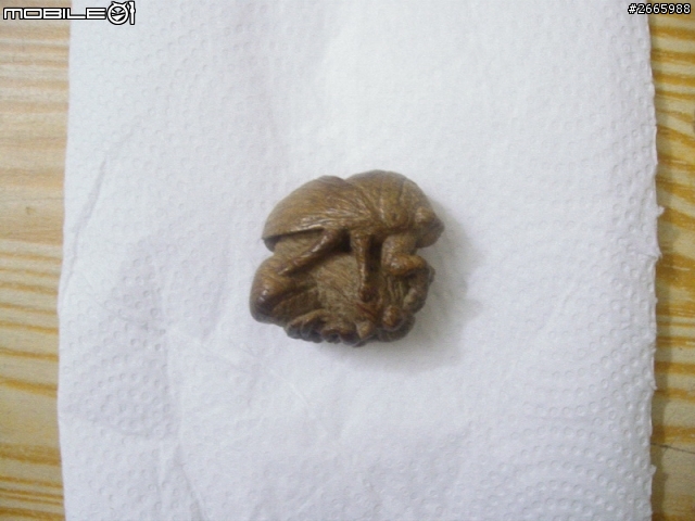 請教專家是什麼材質??????
