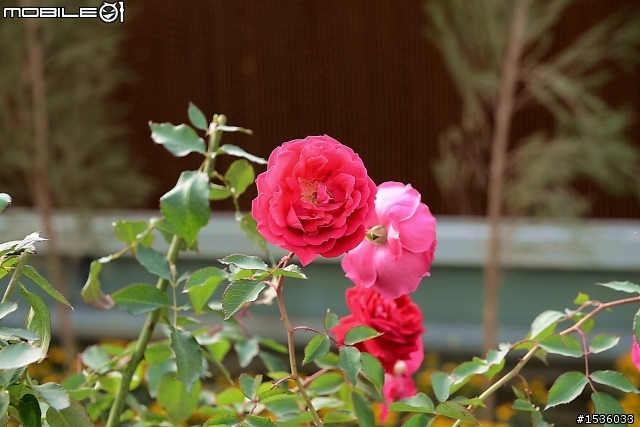 蘿莎玫瑰莊園