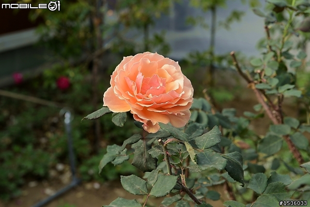 蘿莎玫瑰莊園