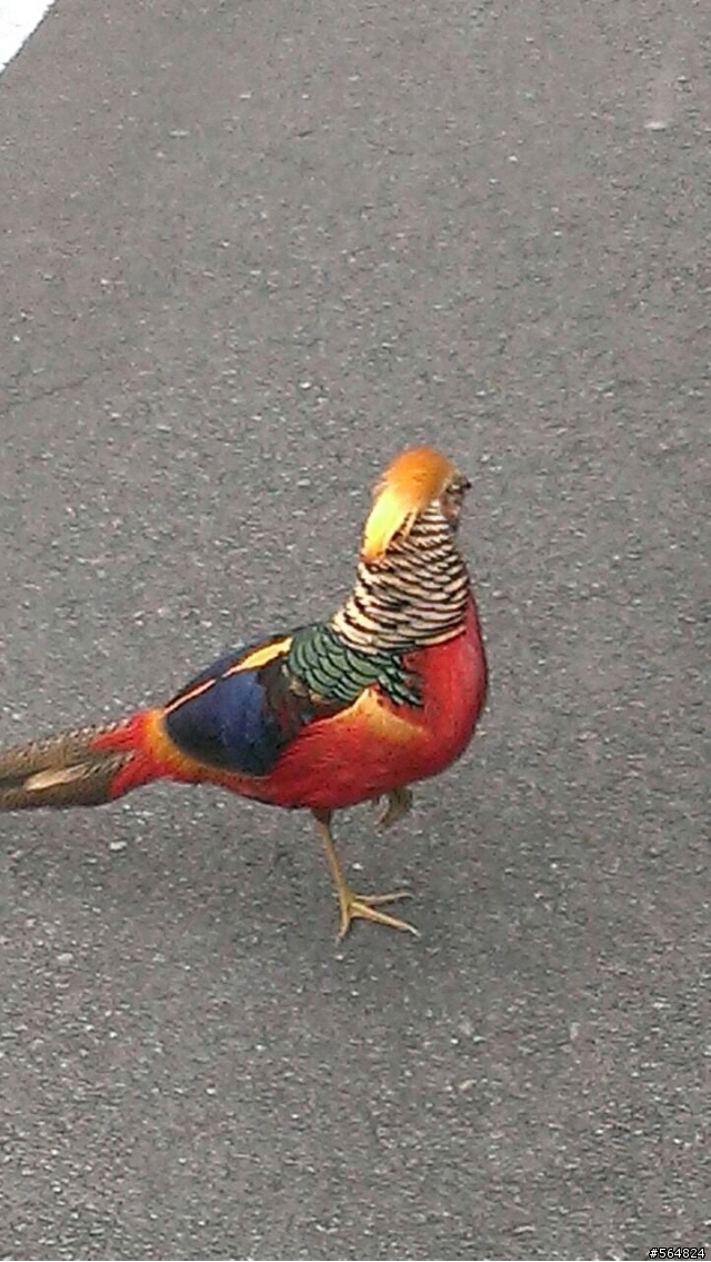 不知名的鳥類